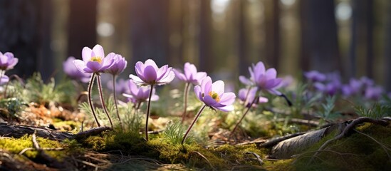 Poster - Delicate Pulsatilla patens flowers in soft purple hues illuminated by warm sunlight amidst a serene forest setting, with green moss as foreground.