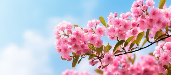 Aufkleber - Beautiful pink Lagerstroemia indica blossoms against a blurred blue sky background with green leaves gently framing the focus on vibrant flowers