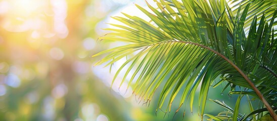 Leinwandbilder - Lush green Dypsis cabadae palm leaves partially in focus with soft natural background and warm sunlight creating inviting atmosphere and ample copy space