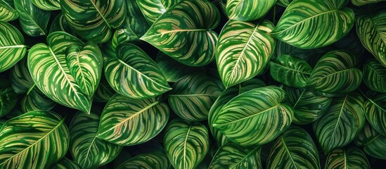 Aufkleber - Vibrant green leaves of Saribus rotundifolius densely arranged creating a rich texture with ample dark space for text or design elements.
