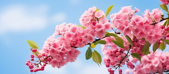 Aufkleber - Vibrant pink blossoms of Lagerstroemia indica against a soft blurred blue sky with scattered clouds and green leaves enhancing visual appeal