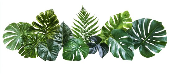 Aufkleber - Lush green tropical leaves in various shades from dark green to light green arranged in a dynamic layout on a white background.