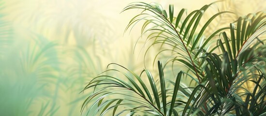 Fototapete - Dypsis cabadae palm tree in soft green and yellow hues with blurred natural background and ample copy space on the right side of the image
