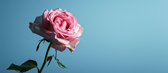 Aufkleber - Delicate pink rose positioned to the left against a smooth blue backdrop providing ample copy space for text or branding.