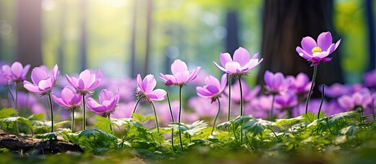 Fototapete - Vibrant purple cutleaf anemone flowers bloom in a lush green forest with soft sunlight illuminating the scene creating an enchanting atmosphere.