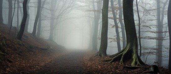 Aufkleber - Misty forest path winding through tall trees with fog covering the ground and fallen leaves in muted earthy tones creating an atmospheric scene