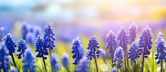 Poster - Blooming Muscari flowers in spring garden under warm sunlight with vibrant blue hues and soft green background creating a serene outdoor scene.