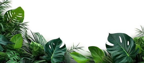 Aufkleber - Lush green tropical leaves arranged along the bottom of a white background creating a vibrant frame with ample copy space for text