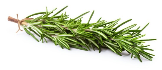 Aufkleber - Fresh green rosemary sprig positioned diagonally from left to right on a clean white background showcasing its vibrant color and texture.