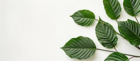 Aufkleber - Fresh green kratom leaves arranged in a cluster on the left side against a clean white background, with ample space for text and branding.
