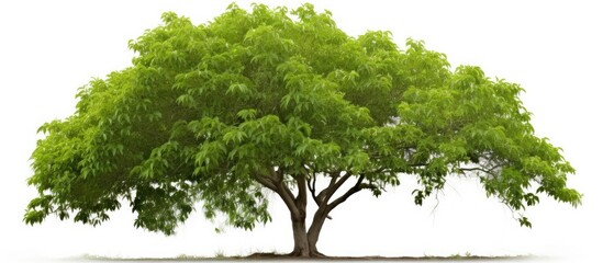 Poster - Lush green Kariyat tree showcasing broad canopy with dense foliage against a white background highlighting its symmetrical shape and vibrant leaves