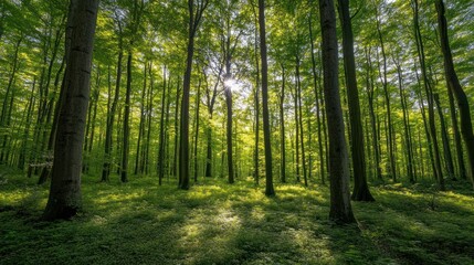 Wall Mural - Sunlit Deciduous Forest: A Serene Green Haven