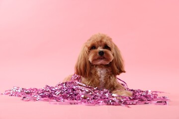 Wall Mural - Cute dog with pile of shiny tinsels on pink background