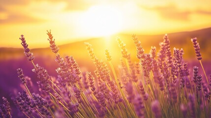 Poster - A field of lavender swaying gently under a golden sunset.