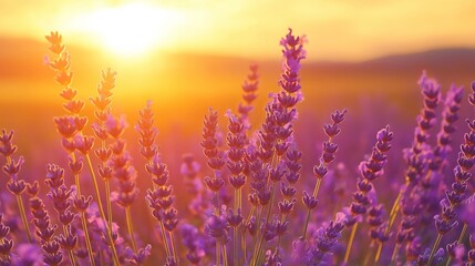 Poster - A field of lavender swaying gently under a golden sunset.
