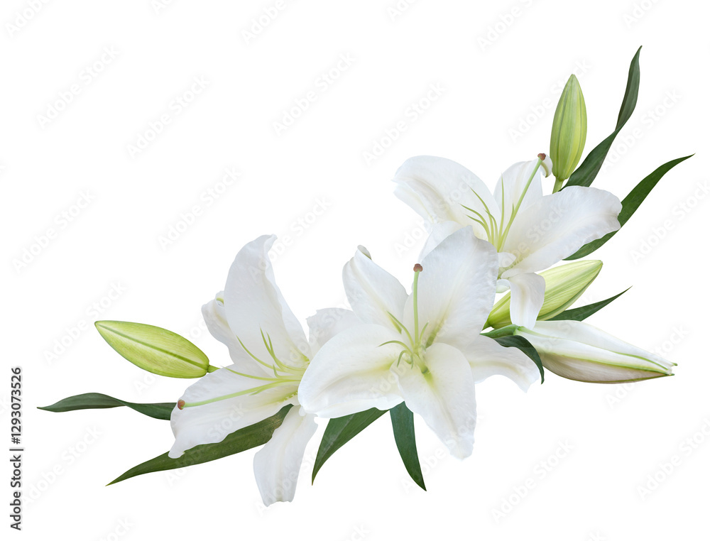 White Lily flower bouquet isolated on transparent background Stock ...