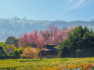 Wild Himalayan Cherry or Thailand Sakura. pink floewring tree in chiang mai thailand.