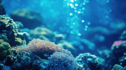 Poster - Soft-focus coral reef-inspired background with blurred blue and turquoise hues.