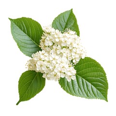 Wall Mural - Red berries of viburnum with green leaves isolated on white background