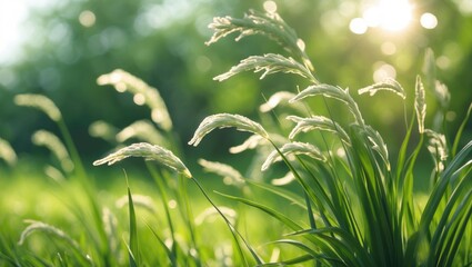 Wall Mural - sunlit grass flowers gently swaying in a lush green garden with a soft focus on a serene natural lan