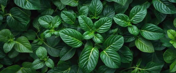 Poster - Lush Green Leaf Texture Background with Vivid Details Captured from Above for Natural Design and Decoration Usage