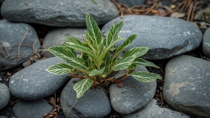 Poster - Green Plant Growing Among Smooth Stones With Space For Text Overlay