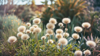Poster - Fluffy Wild Plants in Natural Setting with Sunlight and Copy Space for Text Ideal for Nature Inspired Designs and Backgrounds