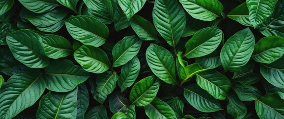 Poster - Lush Green Leaf Texture Background Captured From Above for Nature and Gardening Themes