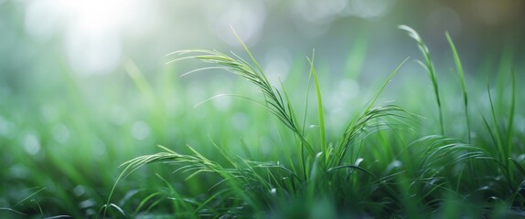 Poster - Vibrant green grass in soft focus creating a serene background perfect for nature articles or design projects with space for text.