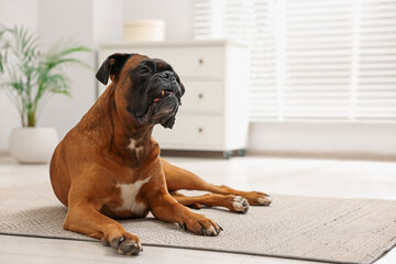 Wall Mural - Cute dog lying on floor at home, space for text