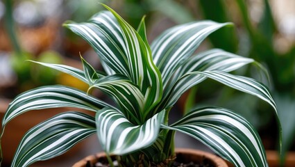 Poster - Striking close-up of Dracaena fragrans leaves showcasing vibrant striped patterns against a beautifully blurred green backdrop.