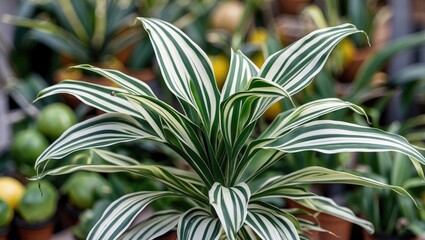 Poster - Dracaena fragrans plant with striking striped leaves in close-up, showcasing rich green and white patterns against a blurred background.