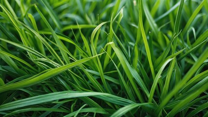 Poster - Lush Green Grass Texture Background for Natural Outdoor Aesthetic and Design Use