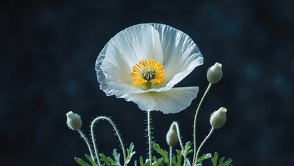 Poster - Elegant white wild poppy flower with yellow center surrounded by buds against a dark backdrop showcasing its delicate beauty and contrast.