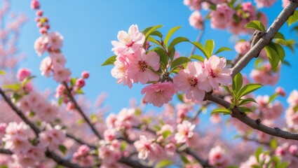 Poster - Cherry Blossom Branches Under Clear Blue Sky in Springtime
