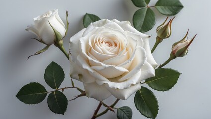 Poster - Elegant White Rose with Buds and Leaves on Soft Background for Text Placeholder