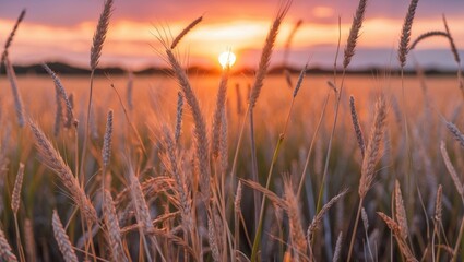 Poster - Golden Wild Grass and Grain at Sunset with Vibrant Colors and Open Space for Text in a Serene Nature Setting