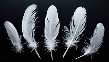 Poster - Collection of delicate white feathers arranged on a black background showcasing their intricate details and soft textures.