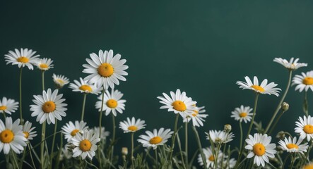 Poster - Close-Up of White Daisies Against Dark Green Background Symbolizing Nature and Serenity with Copy Space for Sustainable Development Themes