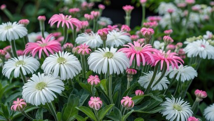 Poster - White and Pink Astrantia Flowers Blooming in a Lush Garden with Space for Text Overlay