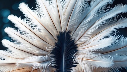 Poster - Elegant close-up of a white ostrich feather showcasing intricate details and contrasting dark central plumage against a blue background.