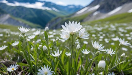 Poster - Mountain Meadow Blossoms with White Flowers in Bright Sunny Green Landscape