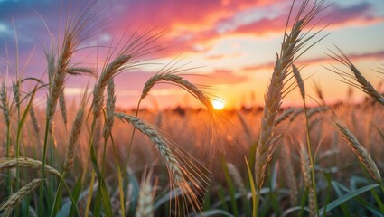 Poster - Golden Grain Field at Sunset with Vibrant Colors and Space for Text in the Sky. A Serene Natural Landscape for Background Use.