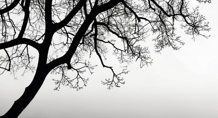 Poster - Tree branch silhouette against a minimalist white background creating a striking contrast and emphasizing natural elements in design.