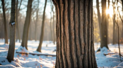 Poster - Sunlit tree trunk in winter forest with textured bark and snow-covered ground creating a serene natural background.