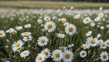 Poster - Blooming White Daisies in a Lush Green Field Under Natural Sunlight