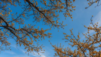 Poster - Autumn Tree Branches Framing A Clear Blue Sky With Bright Yellow Leaves Capturing The Essence Of Seasonal Change And Nature's Beauty