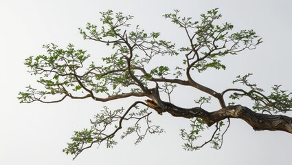 Poster - Delicate tree branches with green leaves against a clean white background conveying a sense of nature and tranquility ideal for design use.