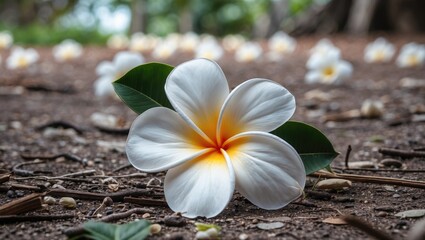 Poster - Frangipani Flower on the Ground Surrounded by Petals in a Natural Setting