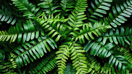 Poster - Lush Green Fern Leaves in a Natural Pattern from a Top View Perspective